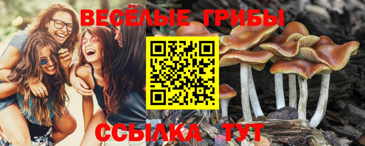 Псилоцибиновые грибы мицелий Обнинск